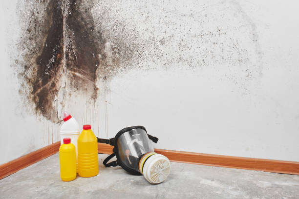 Best Fast Mold Removal  in Cleveland, MS