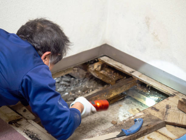 Best Mold Damage Repair  in Cleveland, MS
