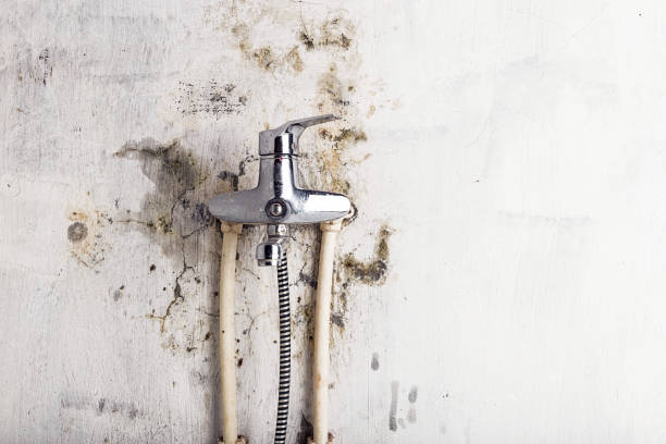 Best Mold Remediation  in Cleveland, MS