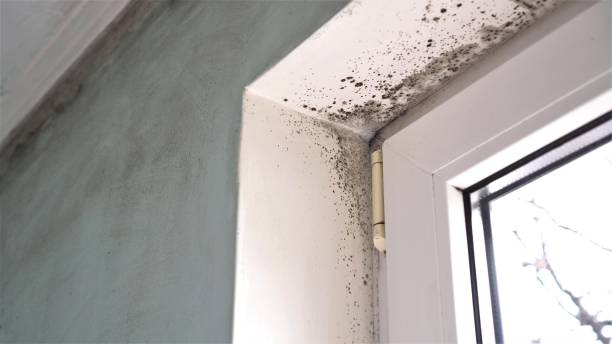Best Commercial Mold Removal  in Cleveland, MS