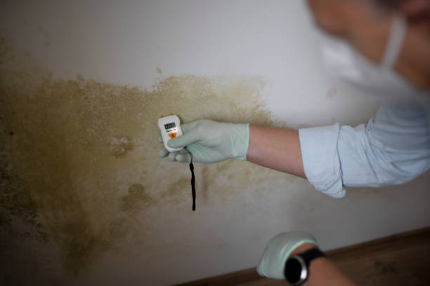 Best Home Mold Removal  in Cleveland, MS