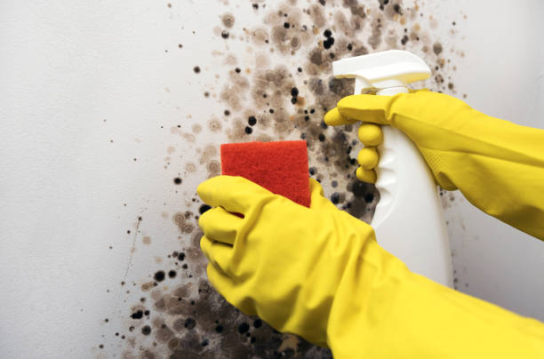 Best Professional Mold Removal  in Cleveland, MS
