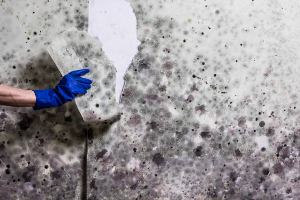 Best Attic Mold Removal  in Cleveland, MS